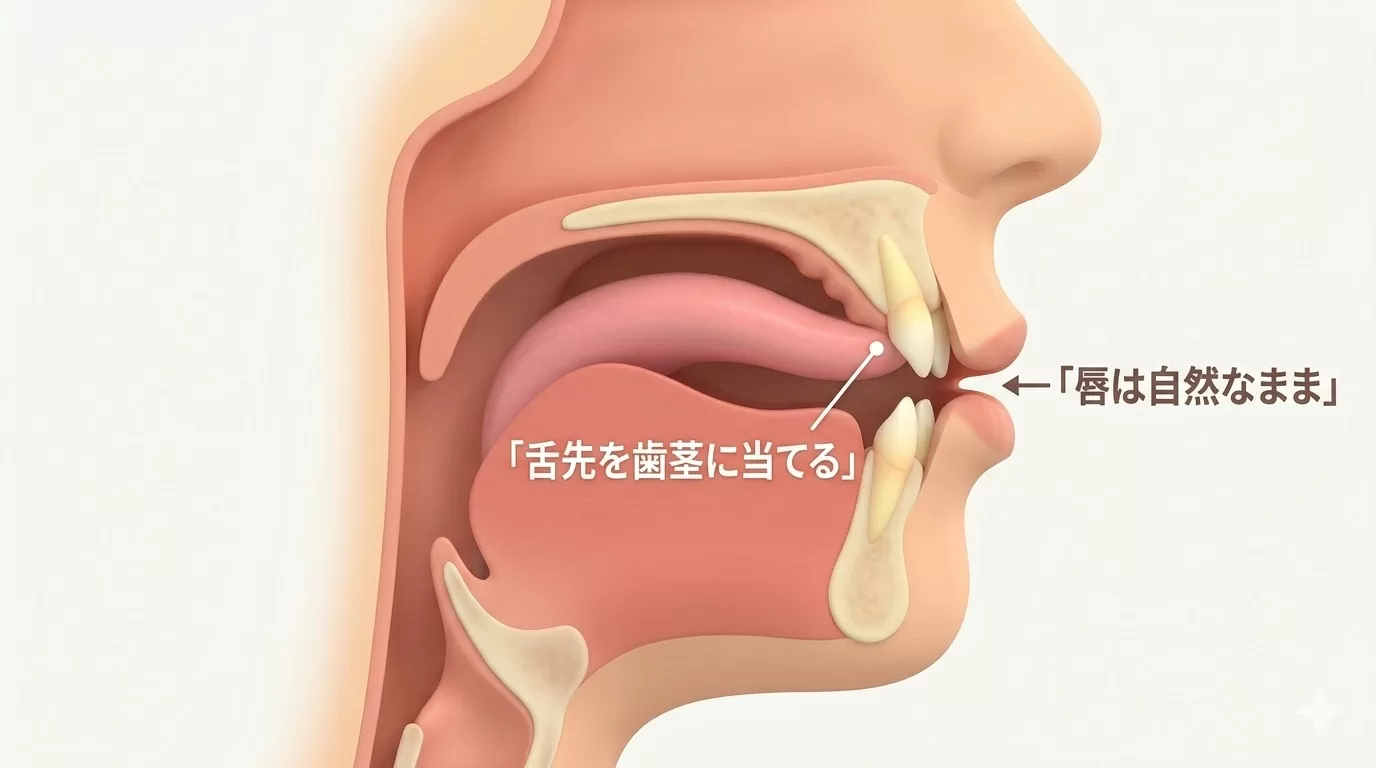 英語のlの発音:舌の位置を示す図解